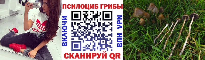Галлюциногенные грибы MAGIC MUSHROOMS  omg как войти  Фрязино 